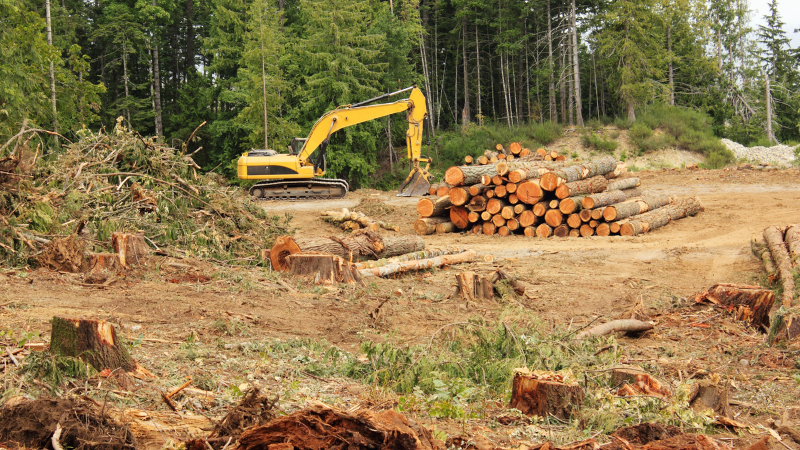Forests absorb carbon, but harvesting them increases CO₂.