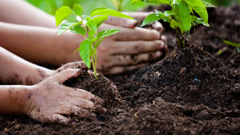 By planting more trees and protecting forests in Pakistan, the effects of climate change can be reduced. Trees absorb carbon dioxide and improve the environment.